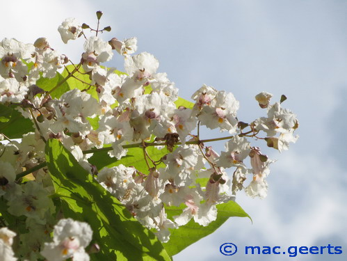 Catalpa bignonioides Aurea